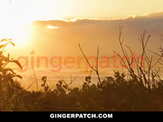 红发辣妞 Alice Coxxx 用精液护发